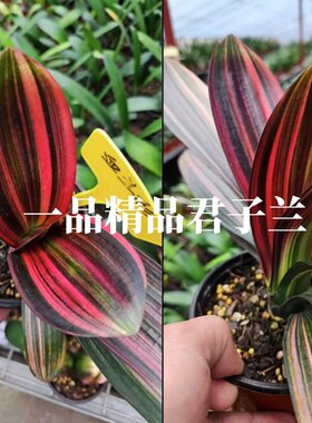 君子兰盆栽精品大小苗花卉植物
