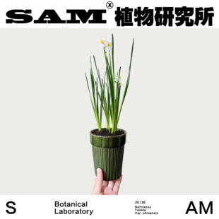 多花水仙/水仙花盆栽/客厅桌面装饰绿植/家居阳台花卉/易养护