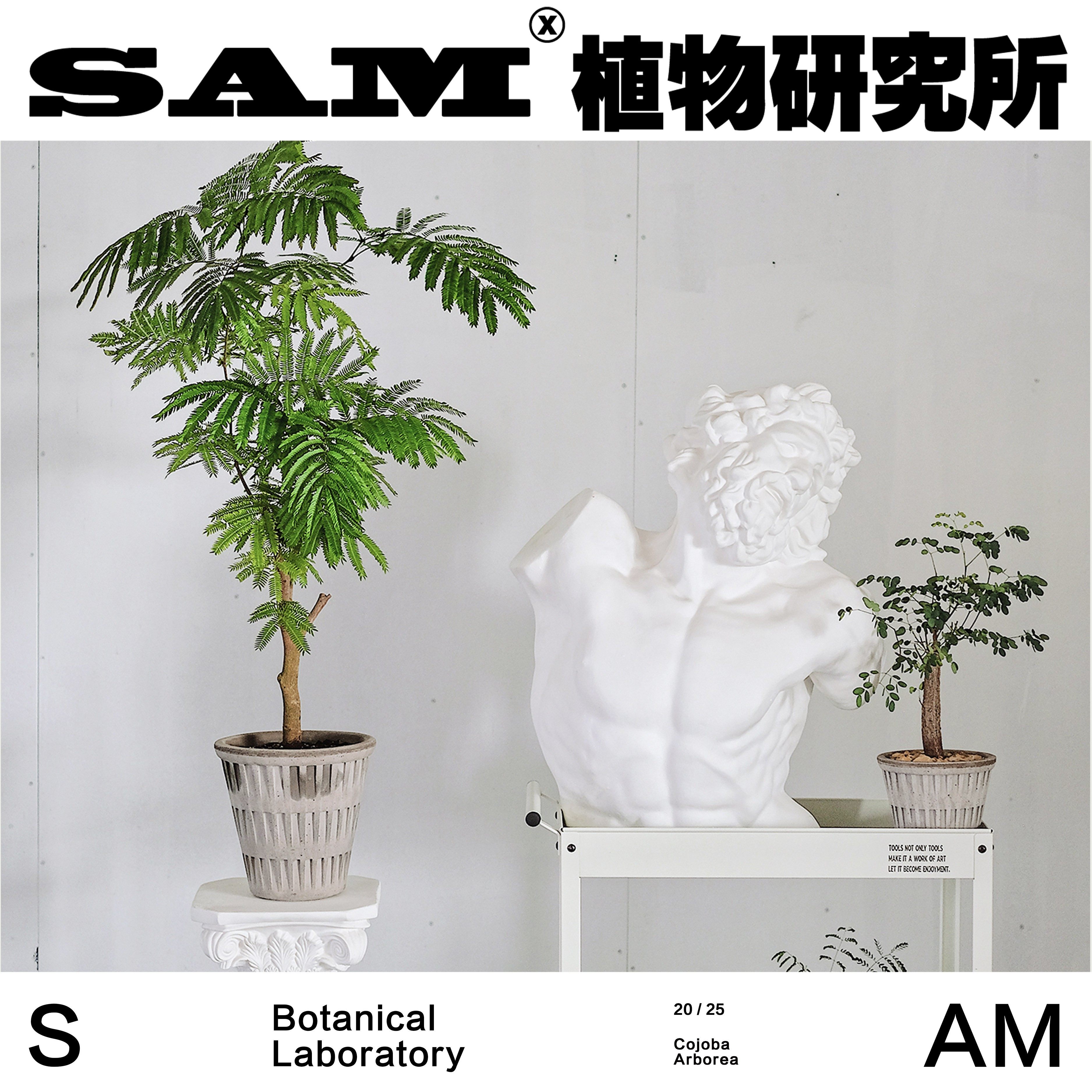 超大株密叶猴耳环/一物一拍/INS绿植/进口盆栽/室内办公室易养护,鲜花速递/花卉仿真/绿植园艺,绿植,淘宝优惠券,粉丝福利购,淘宝优惠卷