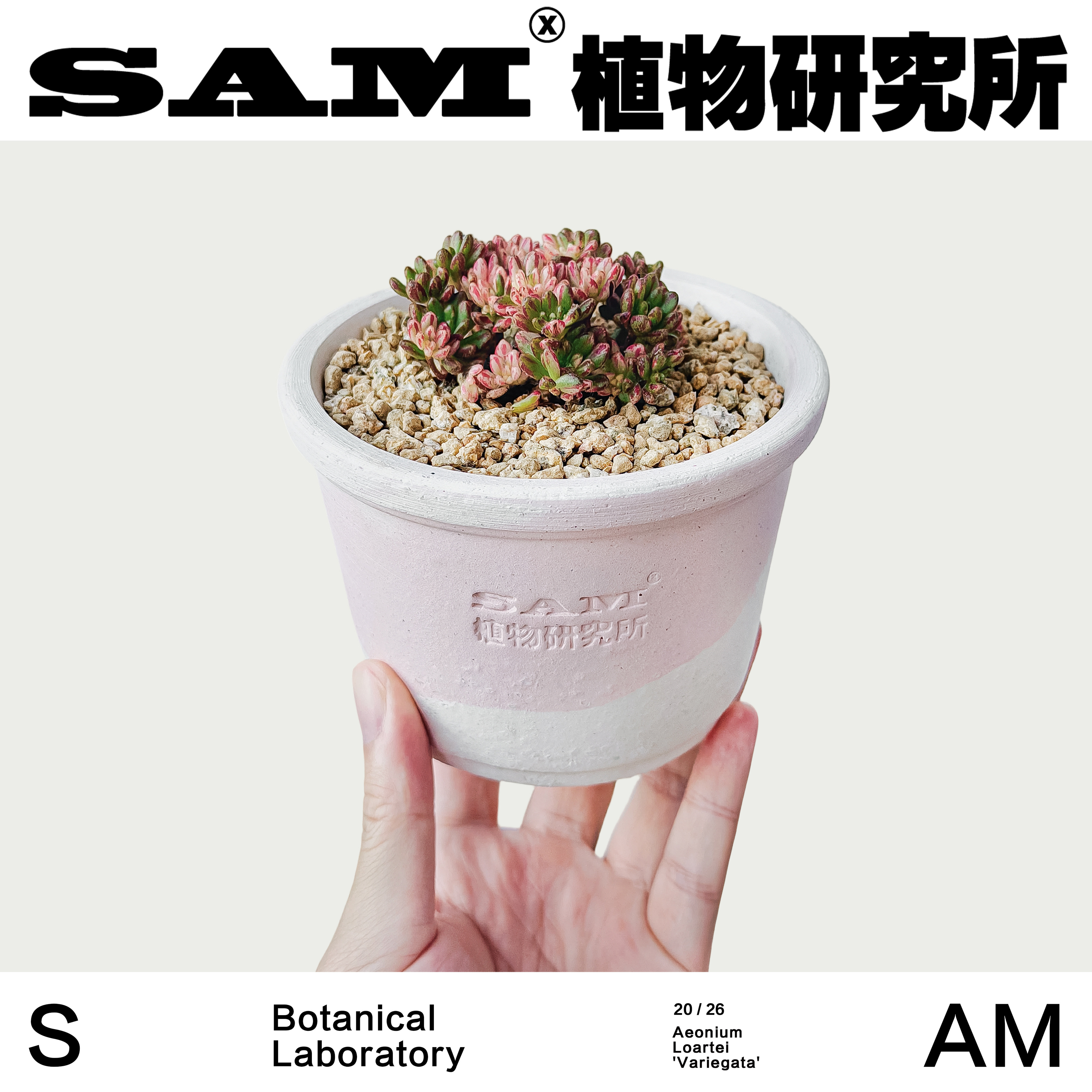 小人祭锦多肉可爱开花潮流块根植物ins小众家居室内绿植阳台花园