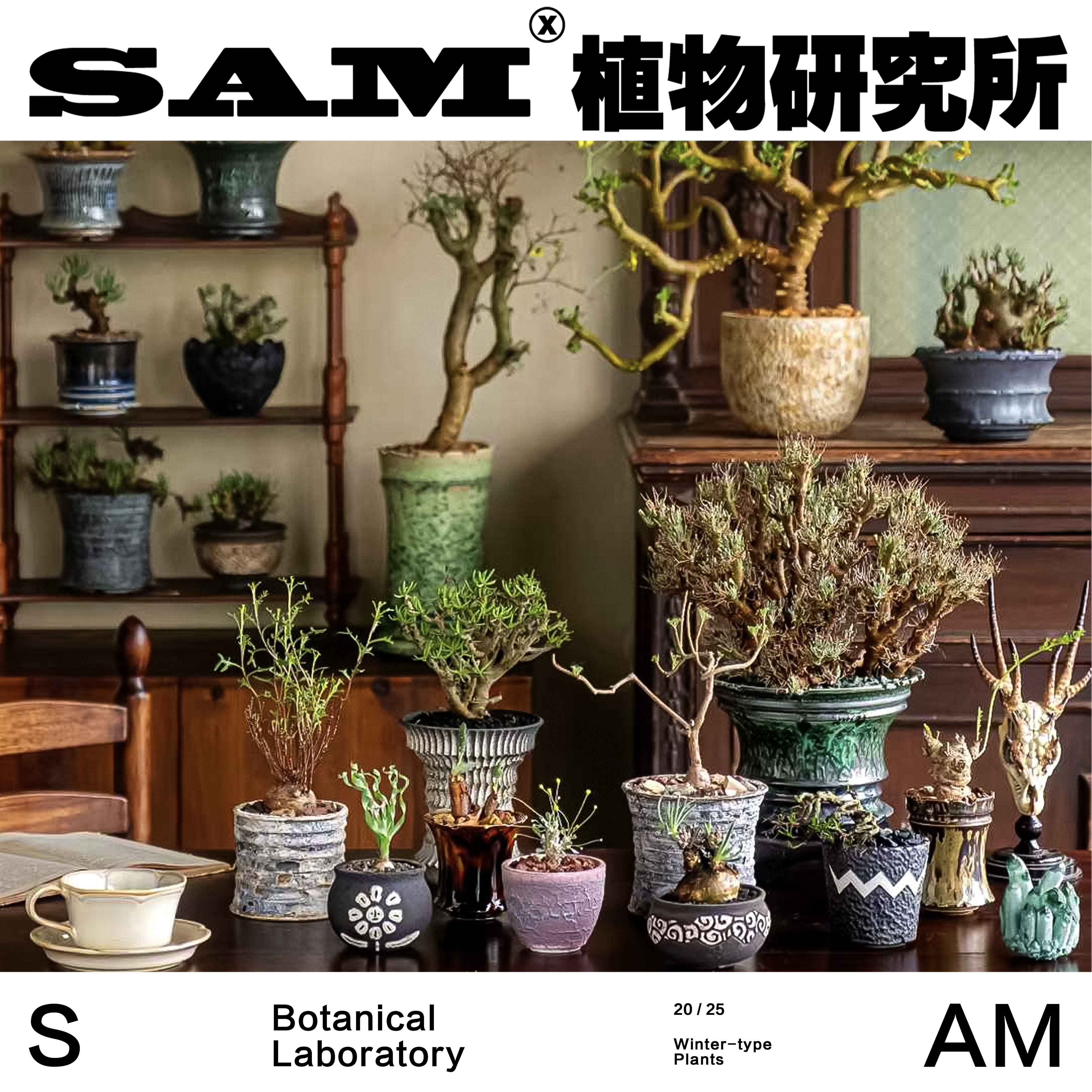 冬型种块根合辑一物一拍网红绿植潮流块根好养植物INS桌面摆件