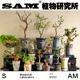 滔天橄榄/块根橄榄/一物一拍/小众家居绿植/阳台花园/植选礼物