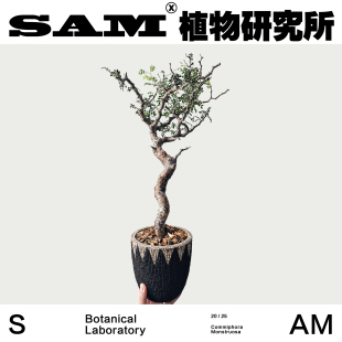 滔天橄榄/块根橄榄/一物一拍/小众家居绿植/阳台花园/植选礼物
