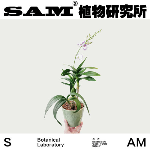 泼墨石斛兰芳香网红开花植物INS绿植福兔抱抱桶花易养护花卉礼物
