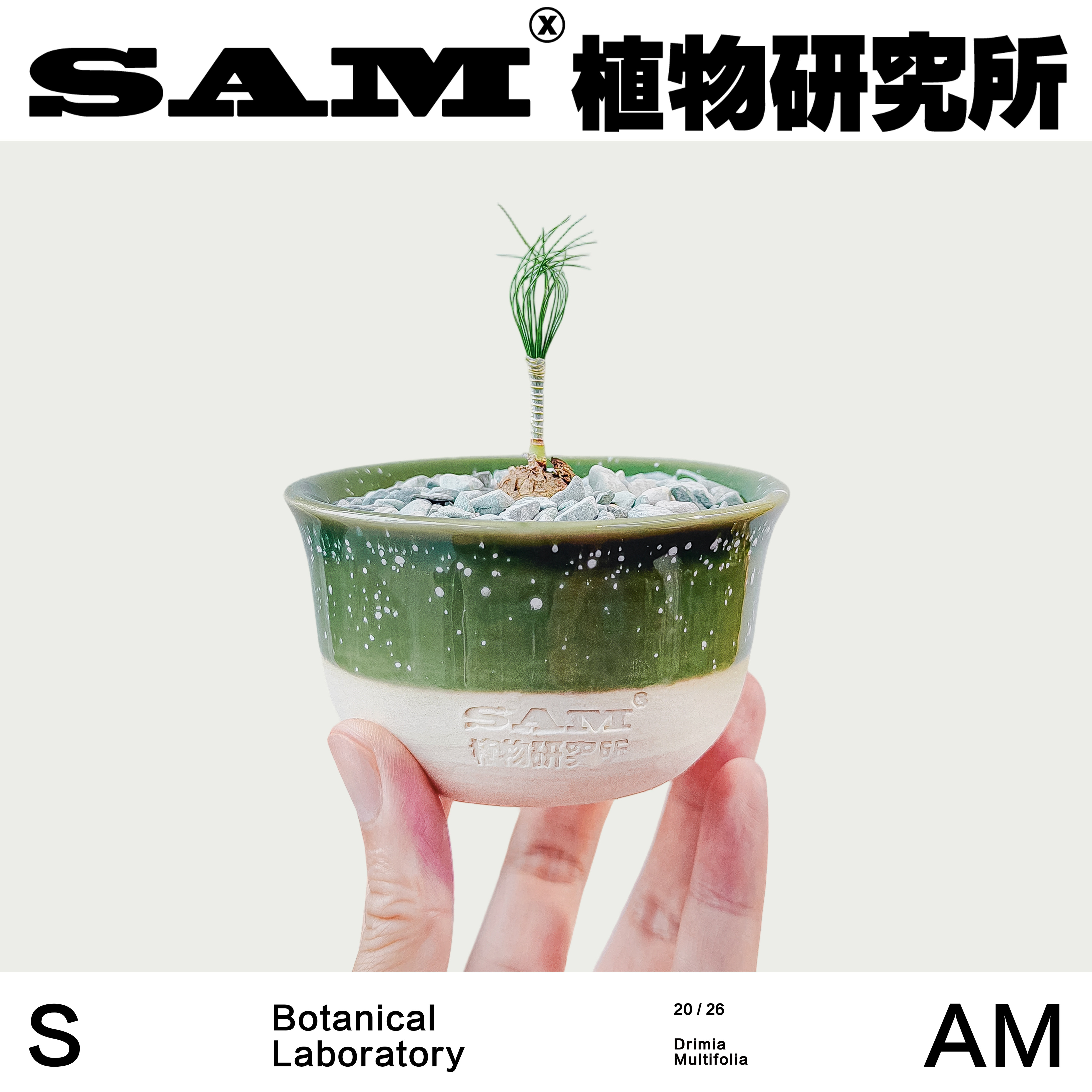 打蛋器弹簧草办公室桌面潮流块根网红植物室内家居耐晒耐旱易养护