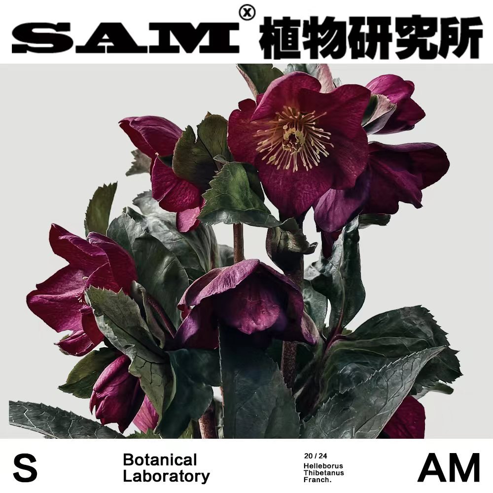 复古色圣诞玫瑰/深酒红铁筷子/网红开花植物/INS绿植/阳台易养护,鲜花速递/花卉仿真/绿植园艺,绿植,淘宝优惠券,粉丝福利购,淘宝优惠卷