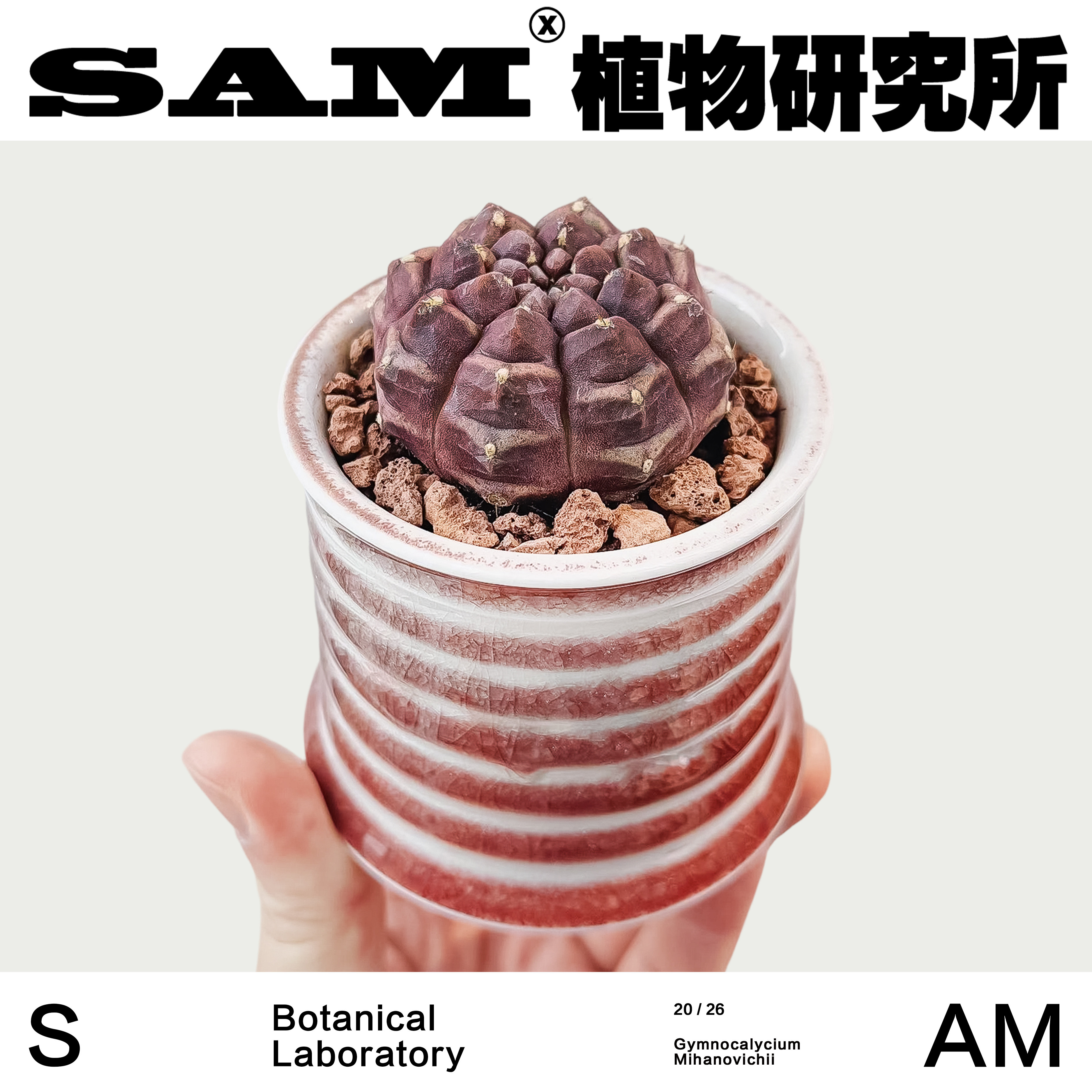 梦想/仙人球/多肉植物/网红桌面绿植/ins风盆栽/易养护家居阳台,鲜花速递/花卉仿真/绿植园艺,绿植,淘宝优惠券,粉丝福利购,淘宝优惠卷