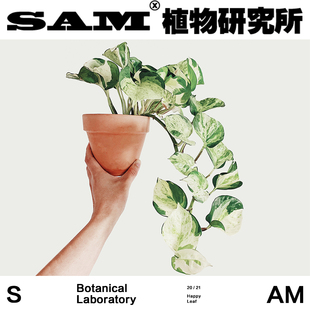 進(jìn)口盆栽綠植 SAM植物研究所 快樂(lè)葉子 INS綠植 植選禮物