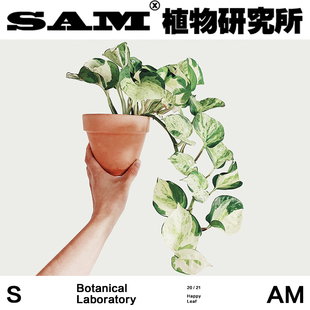 SAM植物研究所 进口盆栽绿植 INS绿植 快乐叶子 植选礼物