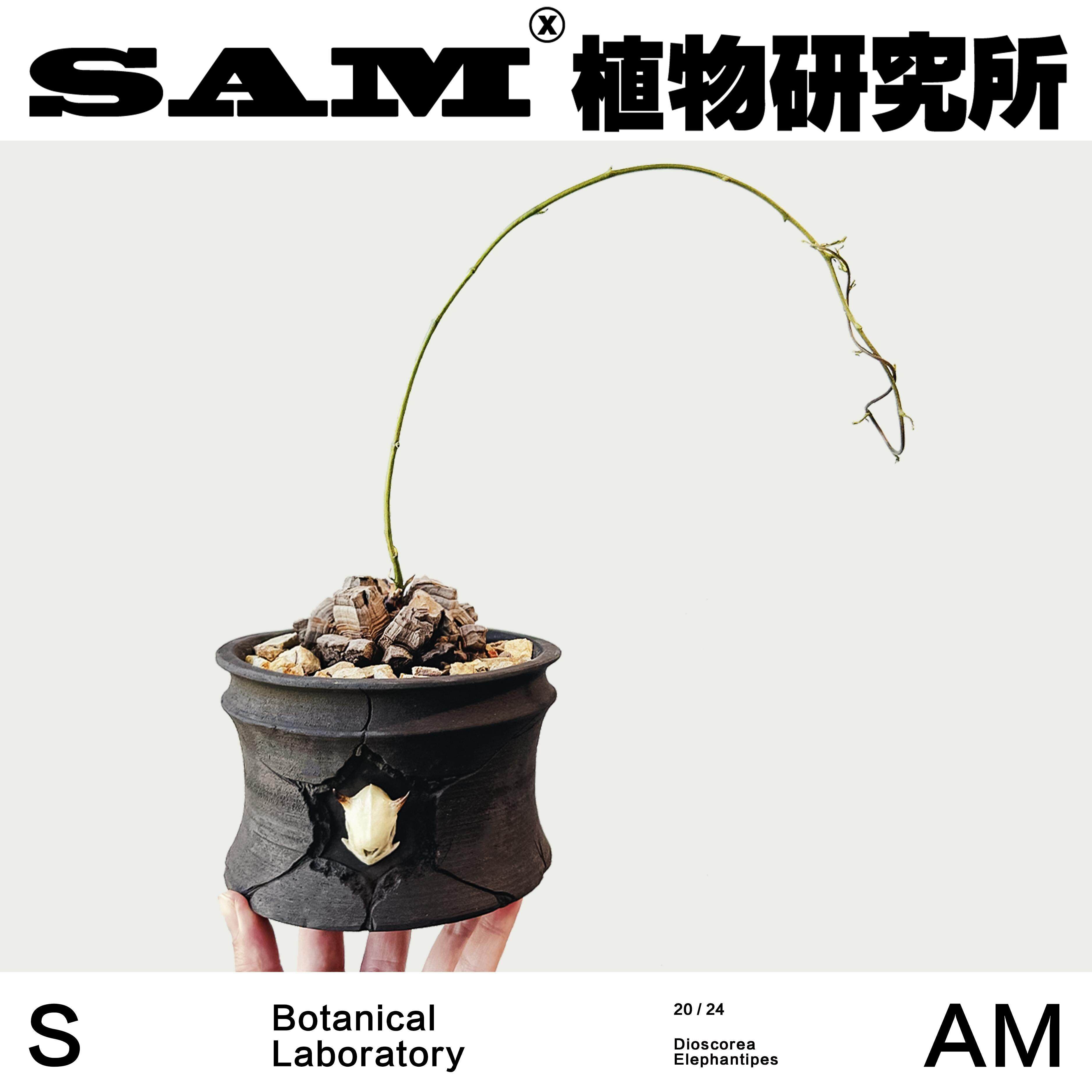 龟甲龙一物一拍原产地潮流块根小众植物ins绿植阳台花园植选礼物