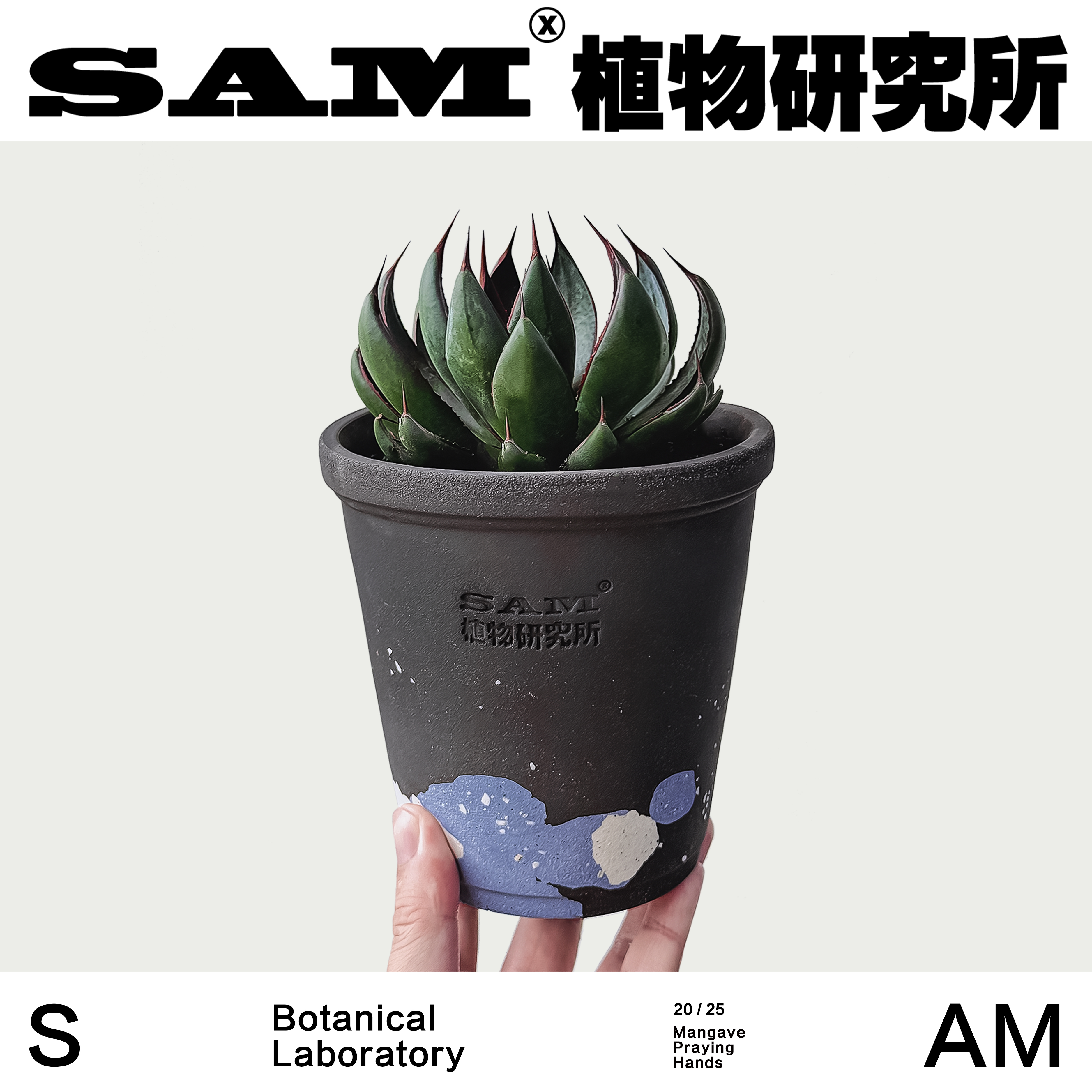 上帝之手/祈祷之手/龙舌兰/小众ins块根潮流植物家居阳台花园