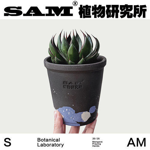 上帝之手/祈祷之手/龙舌兰/小众ins块根潮流植物家居阳台花园