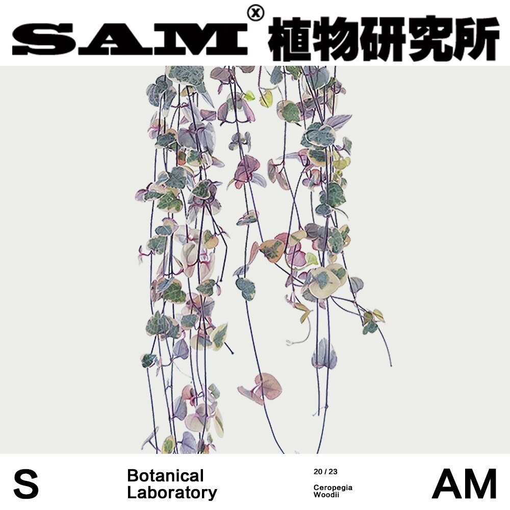爱之蔓锦网红植物INS绿植垂藤家居绿植室内家居办公桌易养护盆栽