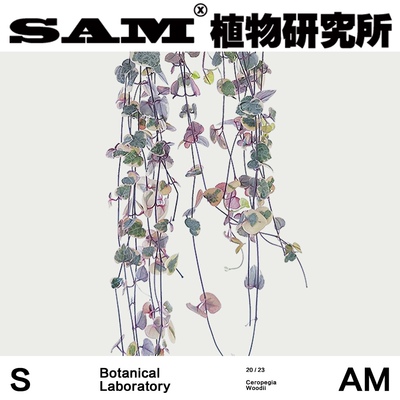 爱之蔓锦网红植物INS绿植垂藤家居绿植室内家居办公桌易养护盆栽