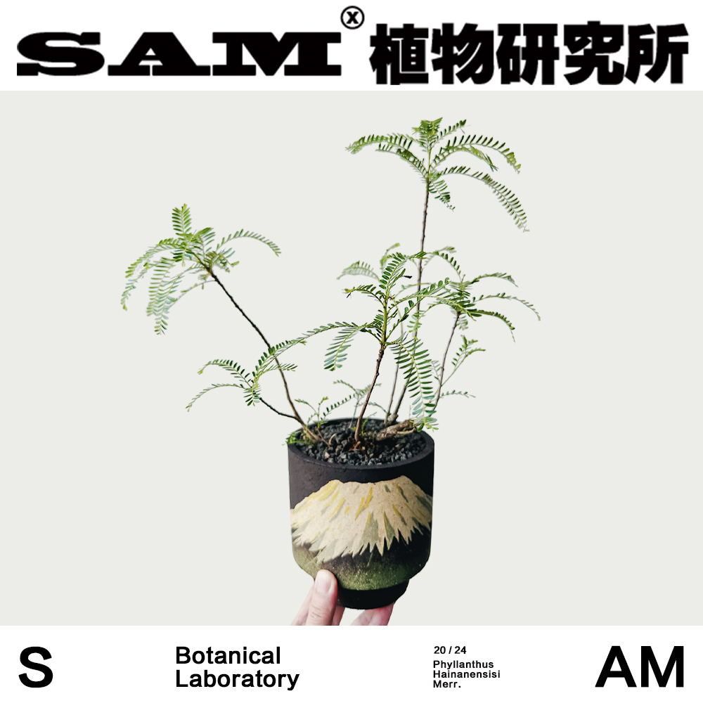 海岛叶下珠/网红植物/INS绿植/室内易养护盆栽/耐阴易活植物