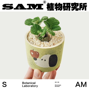 断崖王子/室内办公桌/可爱家居易养护/清新/巴西薄雪草/植选礼物