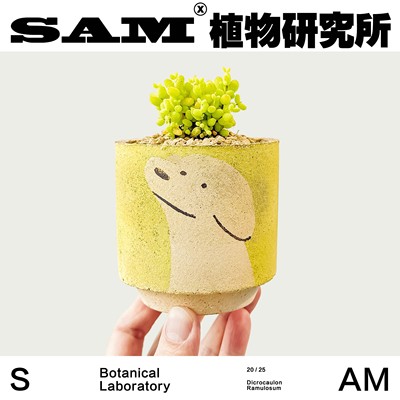 枝干番杏/金桔糖球金桔冰晶多肉沙生植物/桌面办公室绿植盆栽礼物