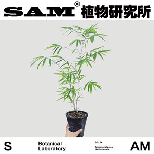内门竹一物一拍最仙气竹子禅意室内易养护盆栽网红绿植家居植物