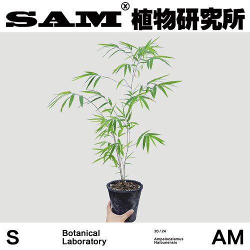 内门竹一物一拍最仙气竹子禅意室内易养护盆栽网红绿植家居植物