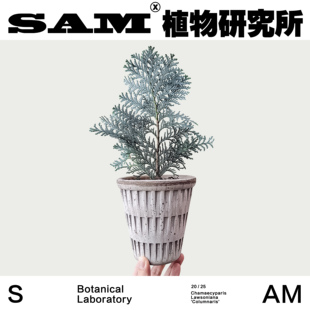 科伦奈尔蓝扁柏/耐寒/网红植物/INS绿植/室内家居阳台露台易养护