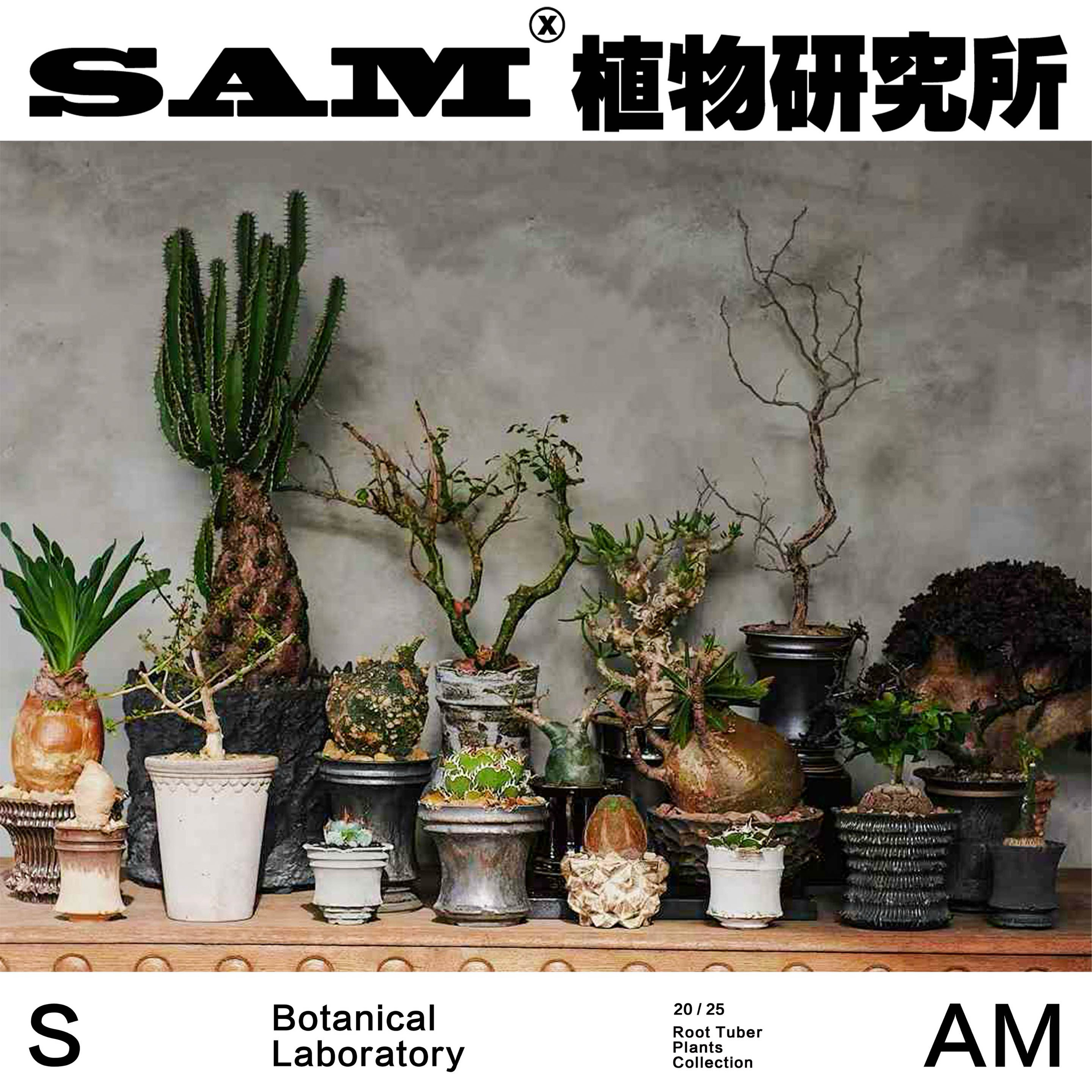 孤品块根合辑/小众ins块根潮流植物/家居阳台花园室内易养护/礼物