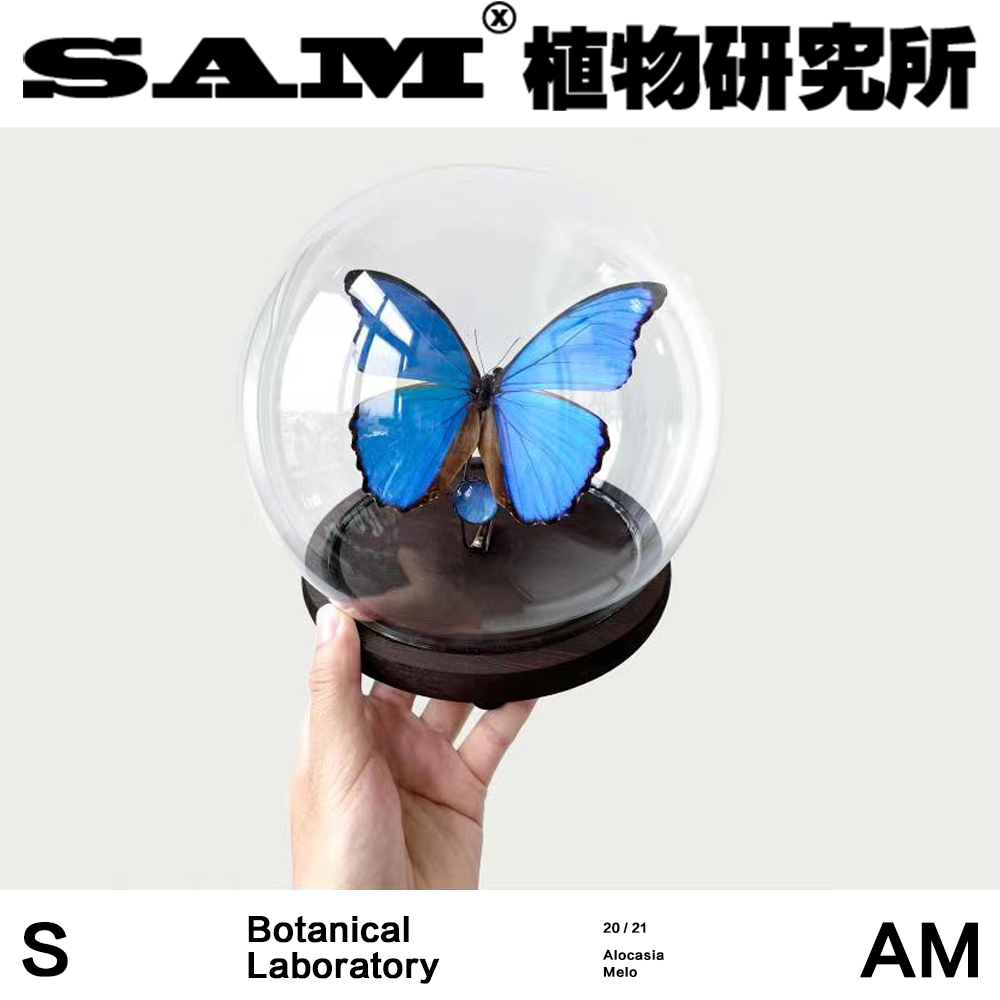 进口蝴蝶标本蝴蝶蓝色反光