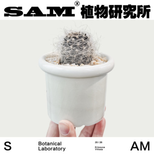 混乱玉/迷你仙人掌/耐旱多肉植物/室内桌面ins风绿植摆件