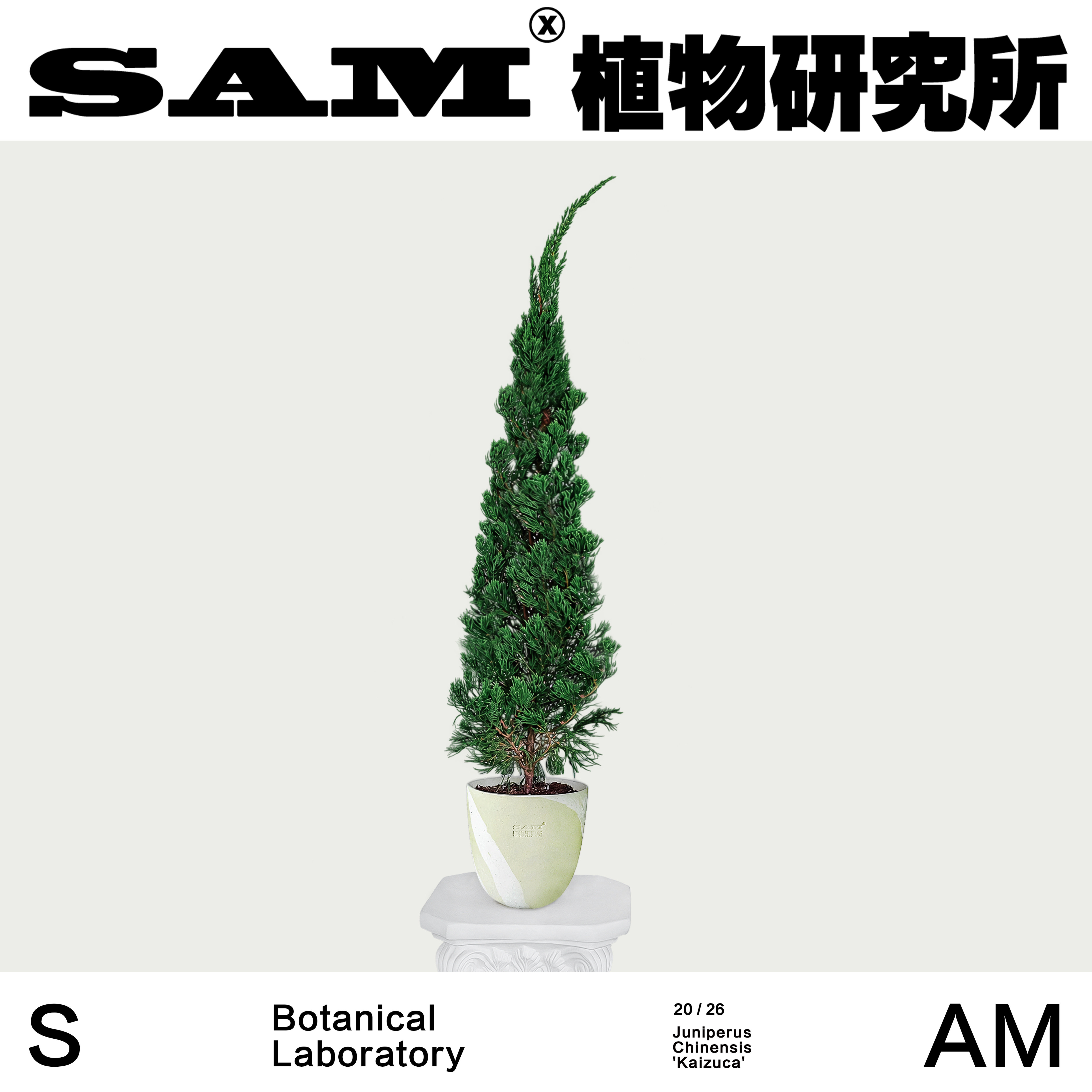 龙柏盆栽树叶片芳香落地植物INS绿植室内家居阳台露台耐晒易养护