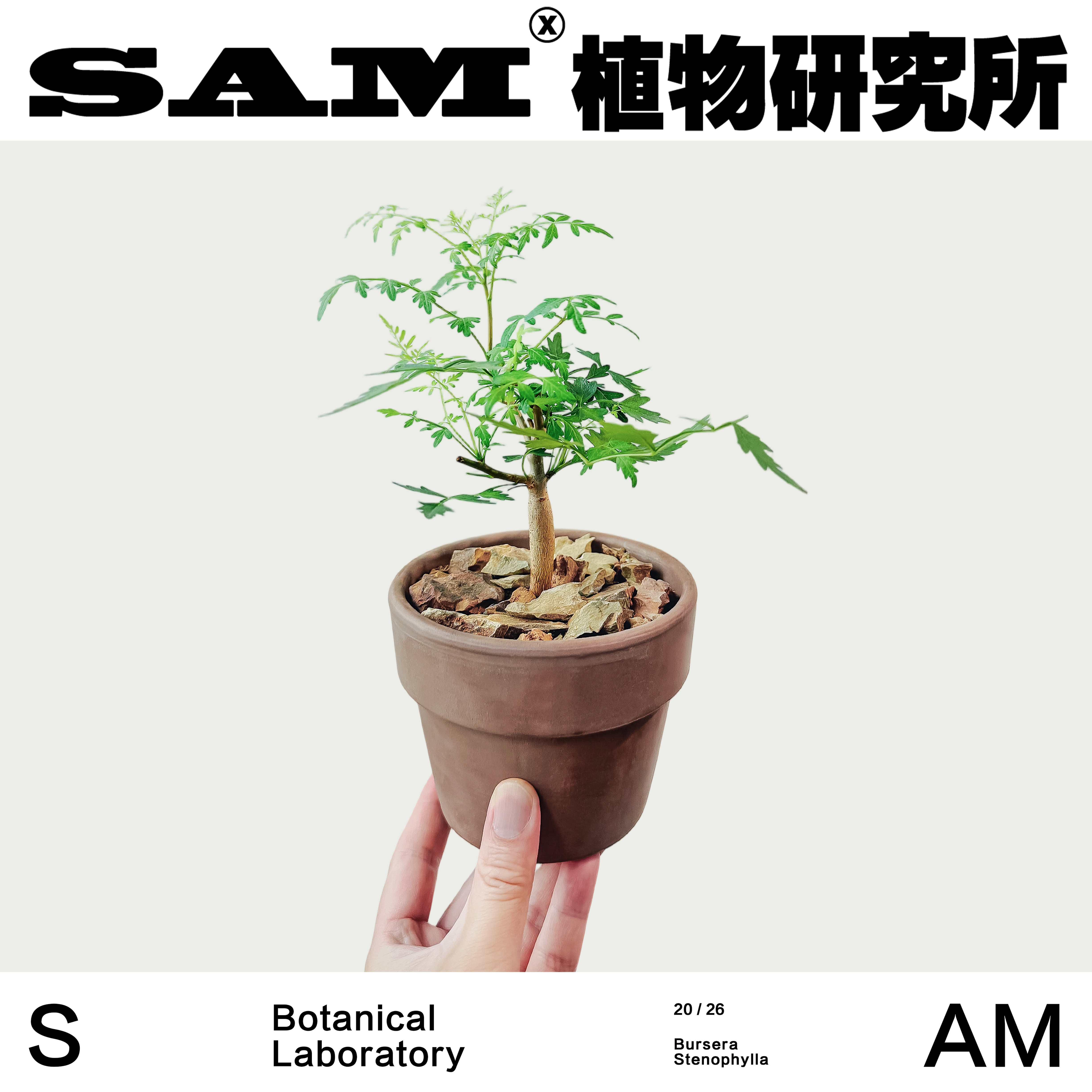 十字裂榄芳香潮流ins橄榄块根植物小众家居绿植阳台室内花园礼物