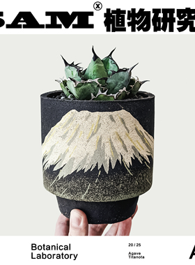 蓝鲸龙舌兰/蓝色叶片/潮流块根/网红植物/INS绿植/耐晒易养护盆栽