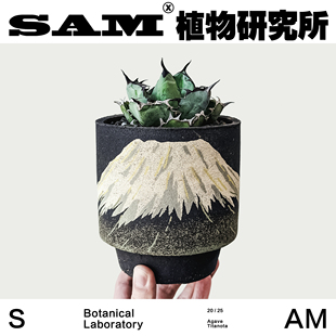 蓝鲸龙舌兰/蓝色叶片/潮流块根/网红植物/INS绿植/耐晒易养护盆栽