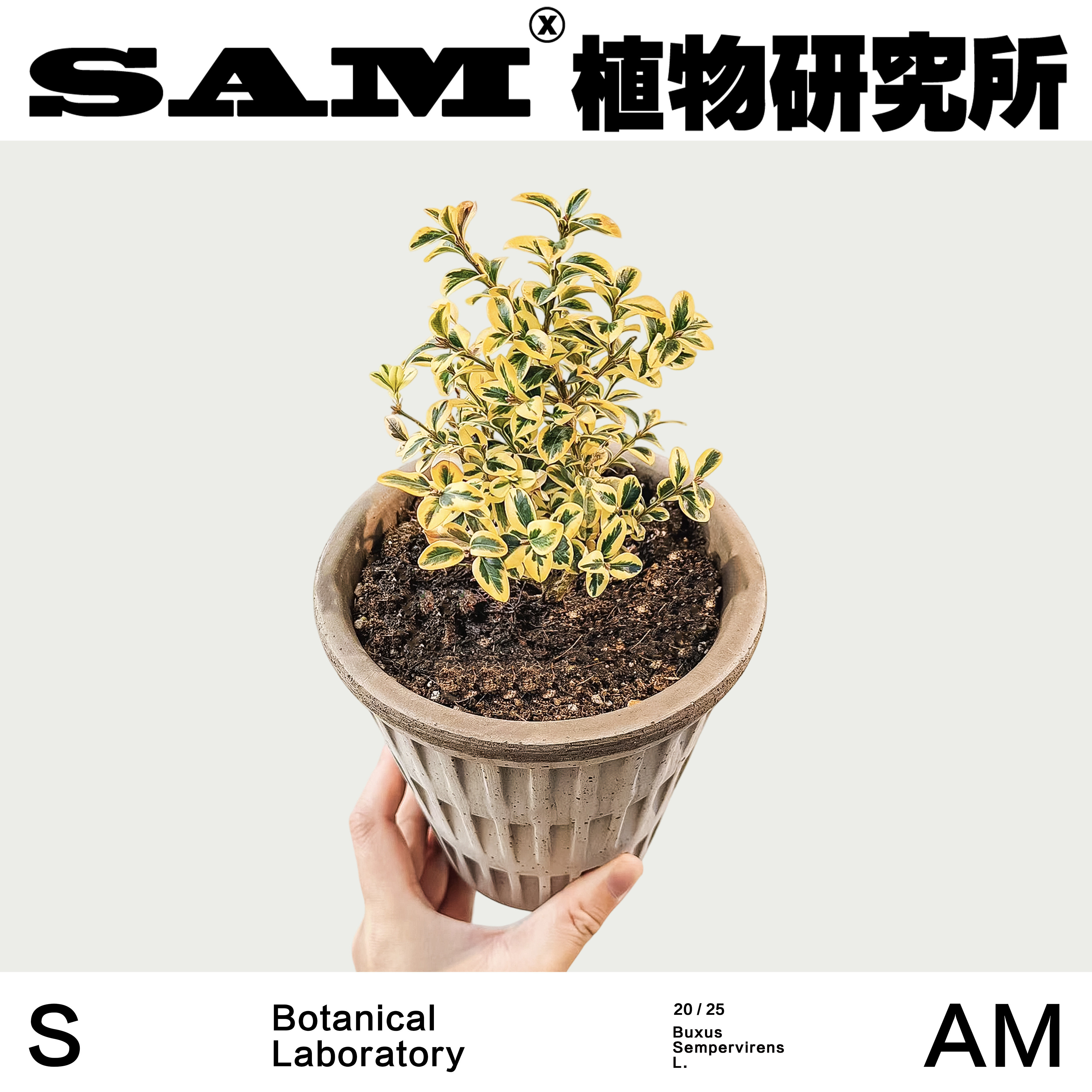 锦熟黄杨/室内锦化观叶绿植/阳台花园装饰/易养护网红植物,鲜花速递/花卉仿真/绿植园艺,绿植,淘宝优惠券,粉丝福利购,淘宝优惠卷