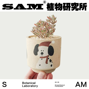 ins桌面摆件 网红绿植 室内易养护家居 冰晶感多肉植物 冰紫番杏