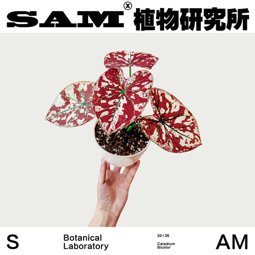 血腥玛丽彩叶芋耐晒绿植ins家居好养植物花园阳台盆栽植选礼物