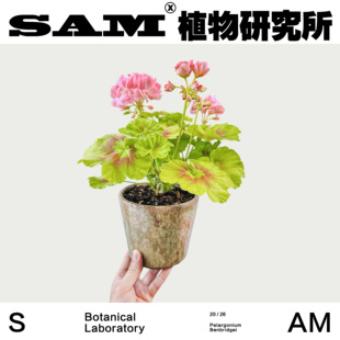 本布里奇天竺葵网红开花植物喜光INS绿植爆花室内阳台易养护盆栽