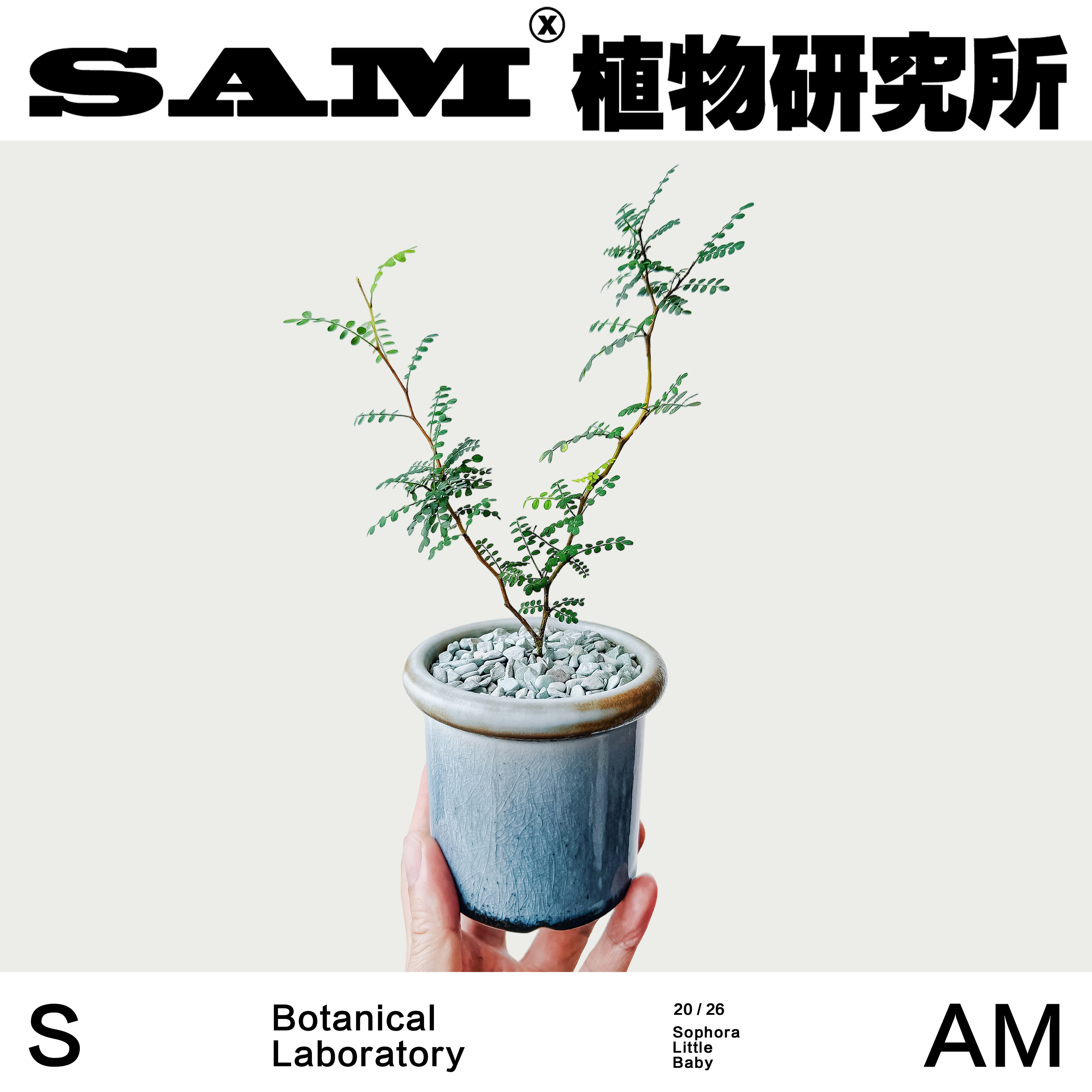 童话树办公室桌面可爱ins植物网红潮流块根INS绿植家居花园礼物