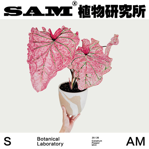 胡椒薄荷彩叶芋耐晒绿植ins家居好养植物花园阳台盆栽植选礼物
