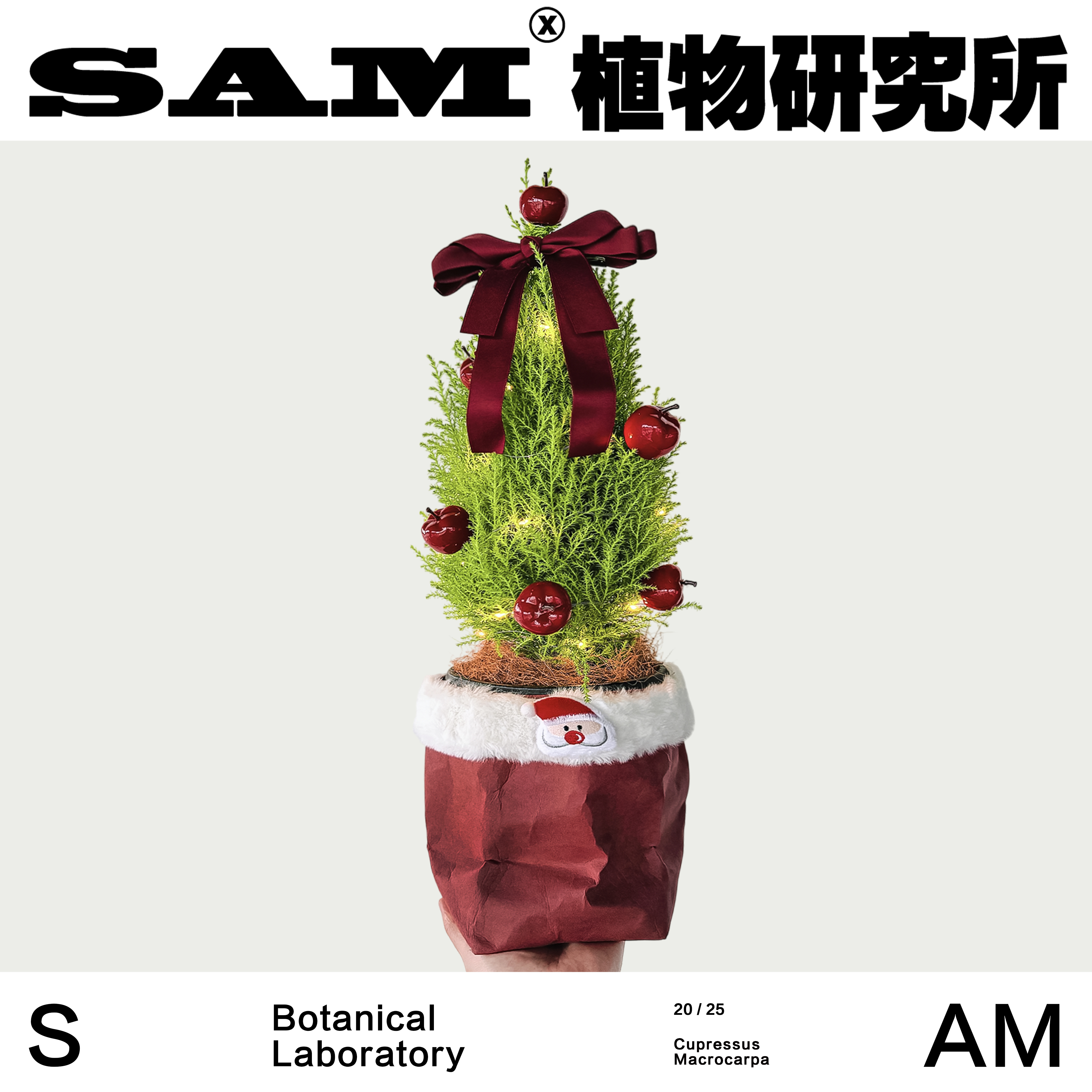 圣诞香松/原创盆栽/圣诞节礼物/网红盆栽植物/易养护绿植