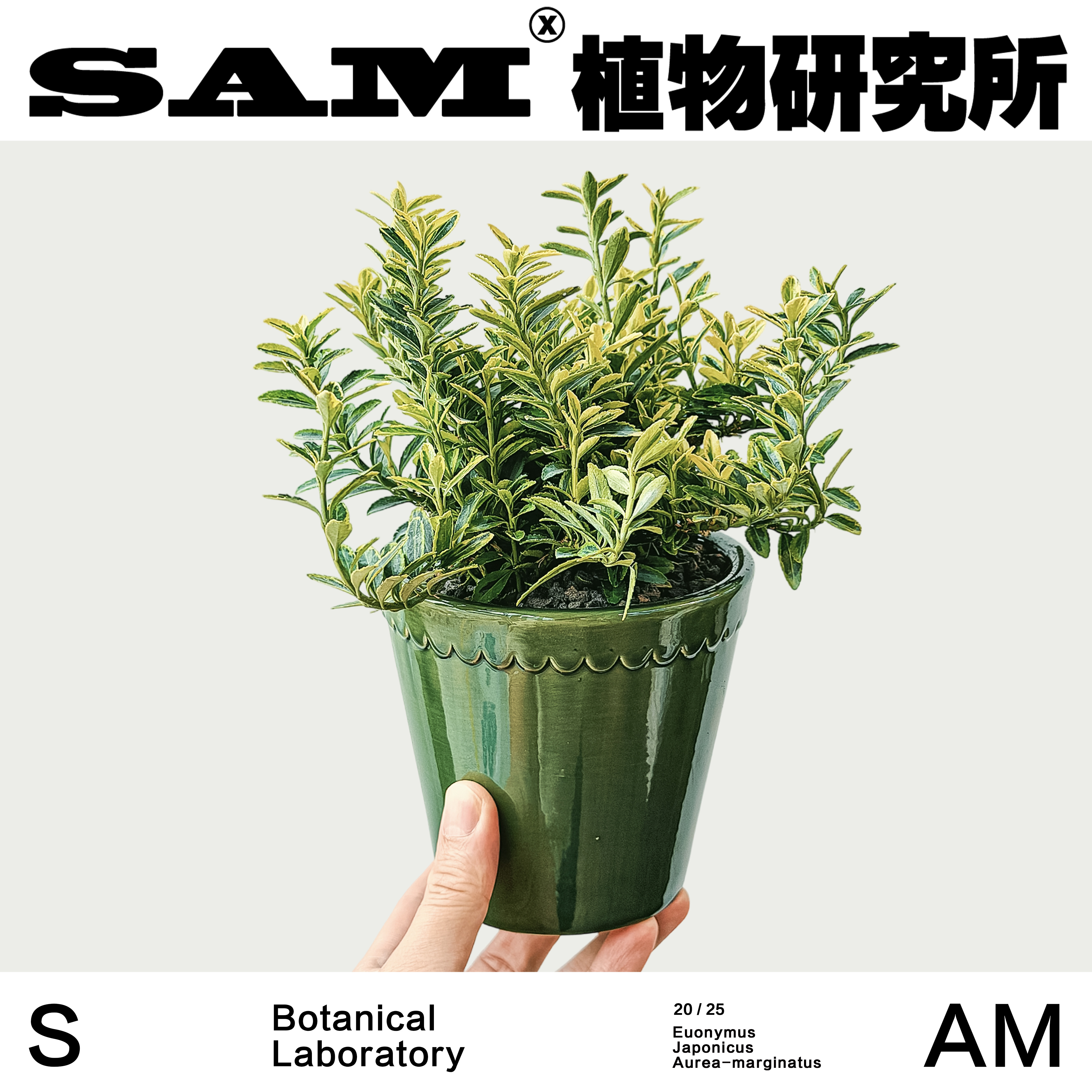 花叶黄杨/网红绿植/INS桌面室内好养/阳台花园/礼物