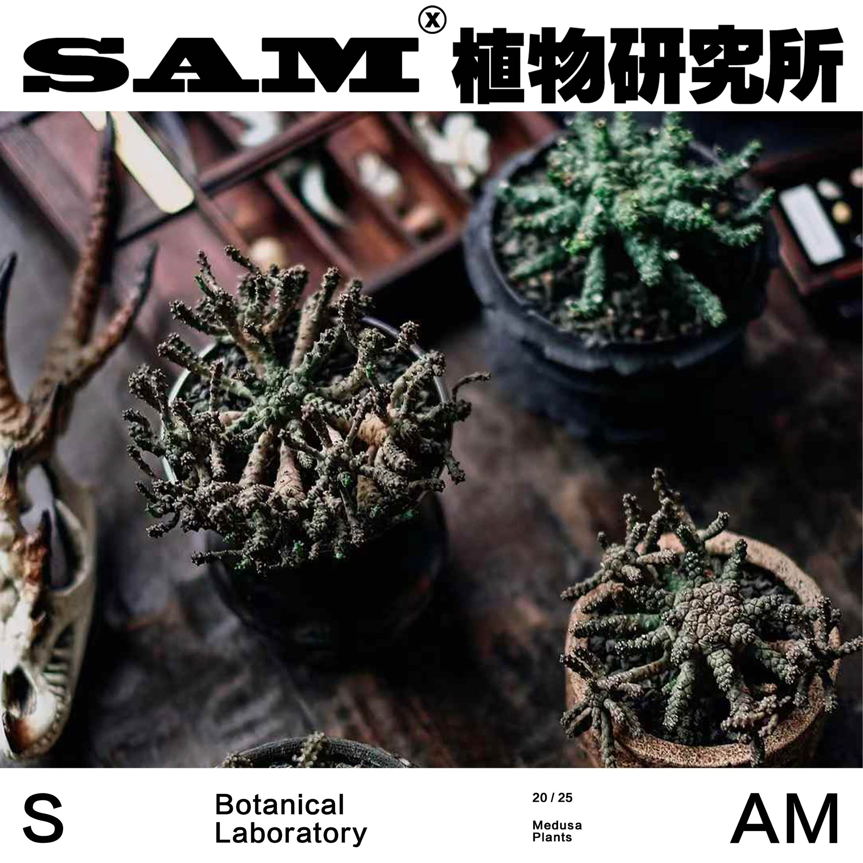 美杜莎系块根植物合辑/一物一拍/潮流网红植物ins小众/家居阳台