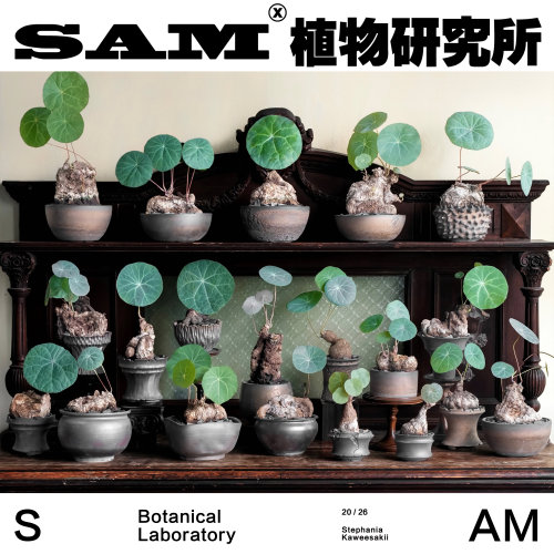 产地诺瓦龟一物一拍一叶龟蓝色叶片不爬藤山乌龟潮流块根办公桌