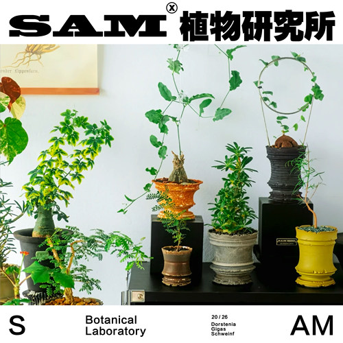 巨琉桑泡泡叶办公室桌面潮流块根网红绿植潮流块根室内易养护耐晒