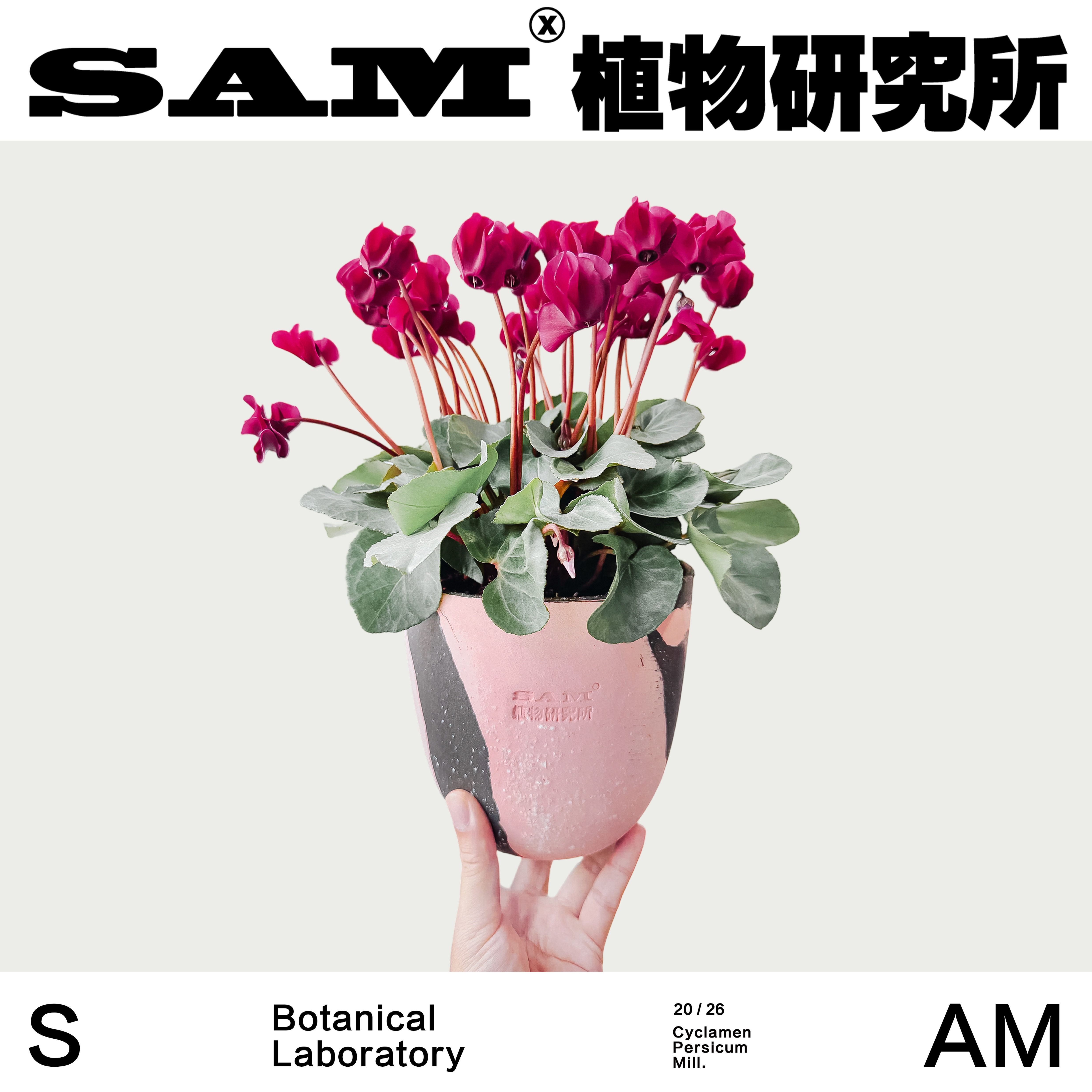 巧克力雪仙客来开花仙气花卉新手盆栽好养阳台窗边花园爆花礼物