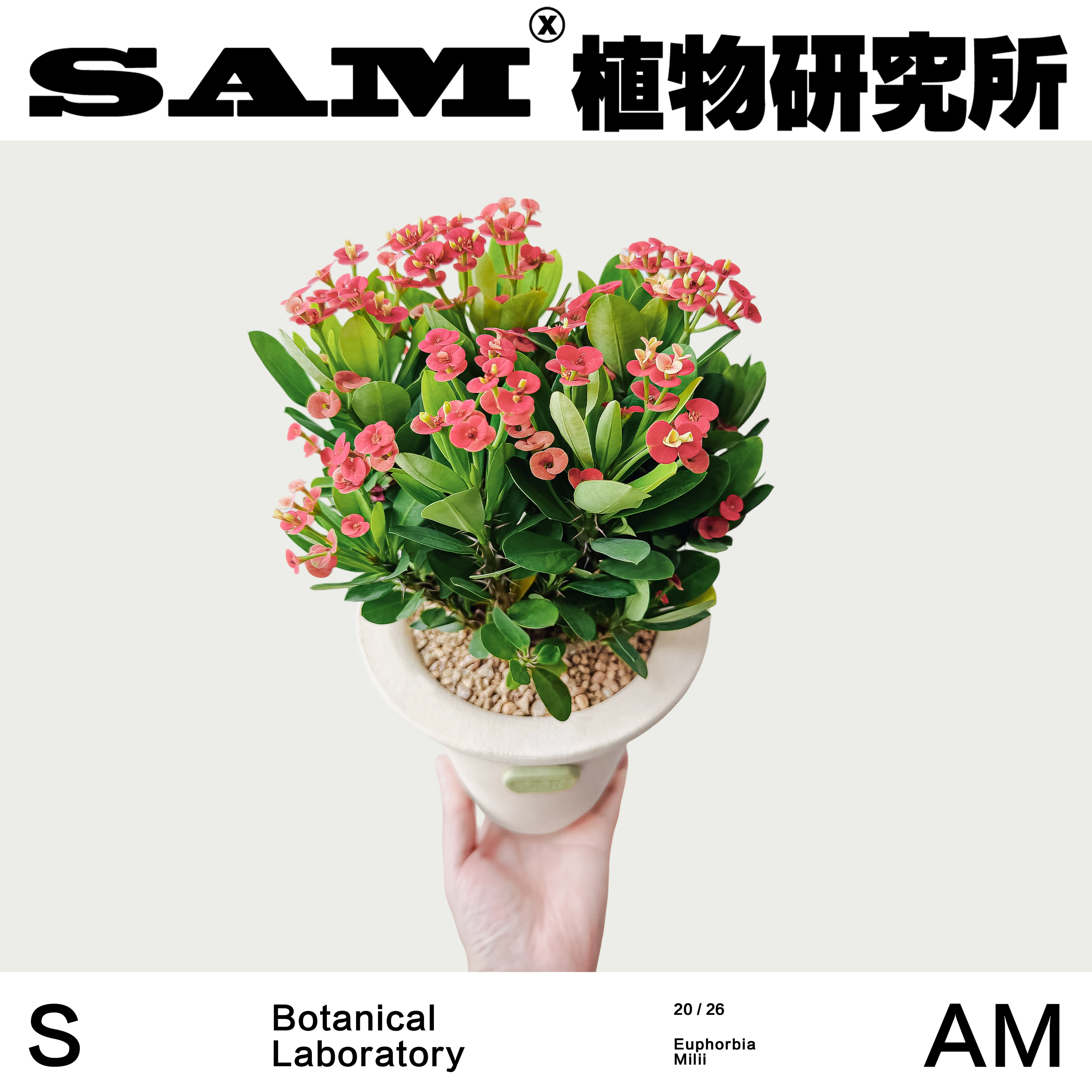 虎刺梅小众开花植物潮流ins块根植物家居阳台绿植懒人好养礼物