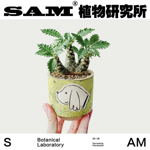 霍伍德琉桑块根植物潮流块根室内易养护耐晒办公桌桌面绿植礼物