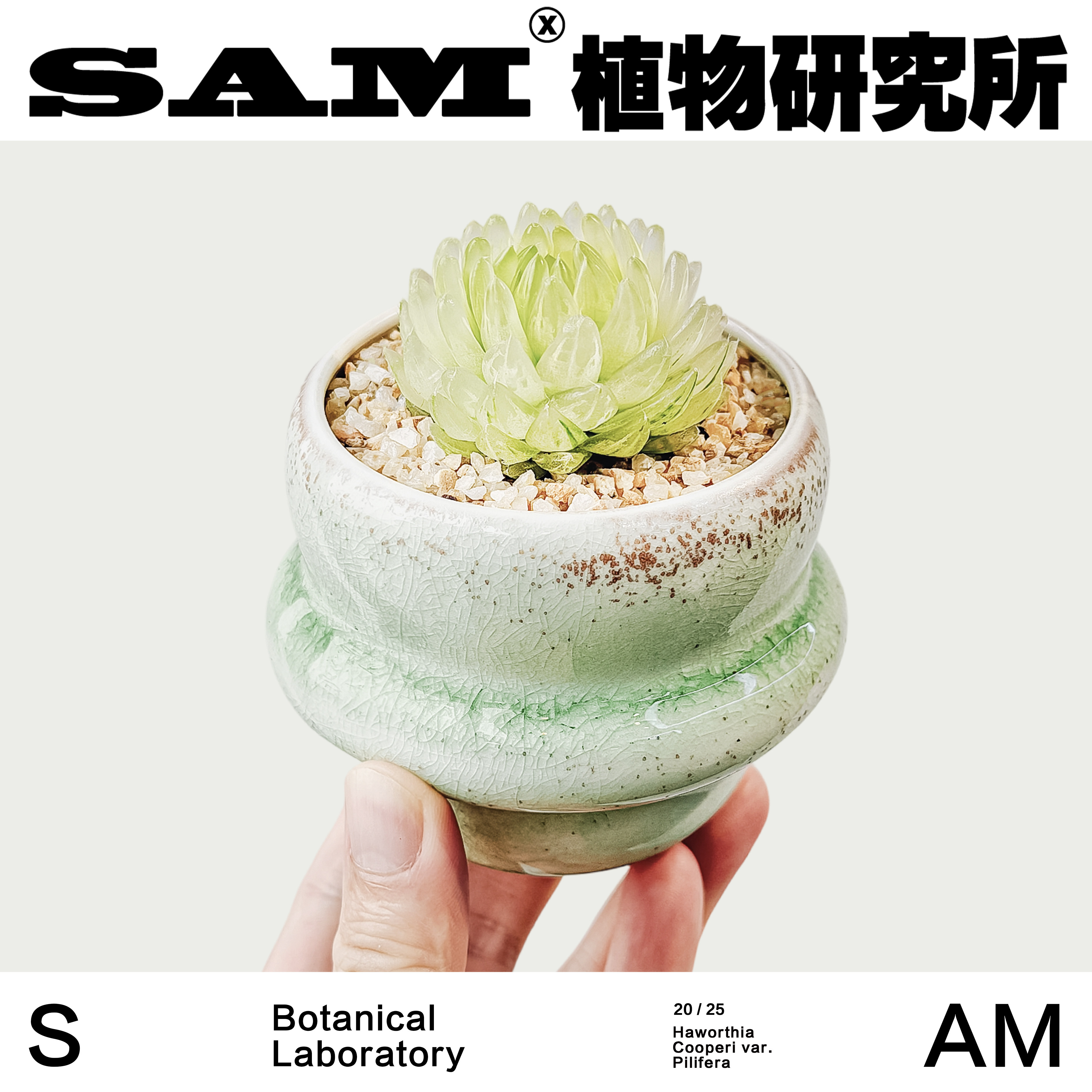 黄金女神玉露/冰晶感多肉植物/潮流网红植物/室内易养护/耐晒耐旱,鲜花速递/花卉仿真/绿植园艺,绿植,淘宝优惠券,粉丝福利购,淘宝优惠卷