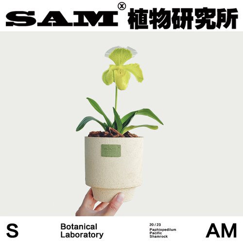 绿肉饼兜兰/网红开花植物/INS绿植/兰花/室内易养护绿植