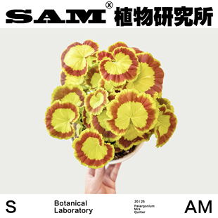 奎尔特夫人天竺葵/网红植物/INS绿植/室内易养护盆栽