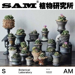 牡丹/植物活化石/潮流块根/网红植物/室内家居易养护块根植物