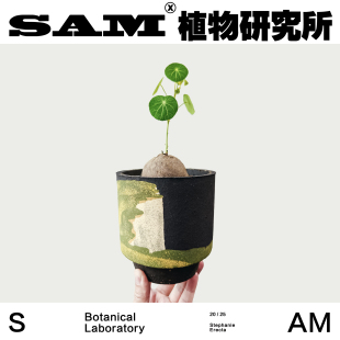 素可泰立叶山乌龟家居办公室绿植INS盆栽阳台花园植物植选礼物